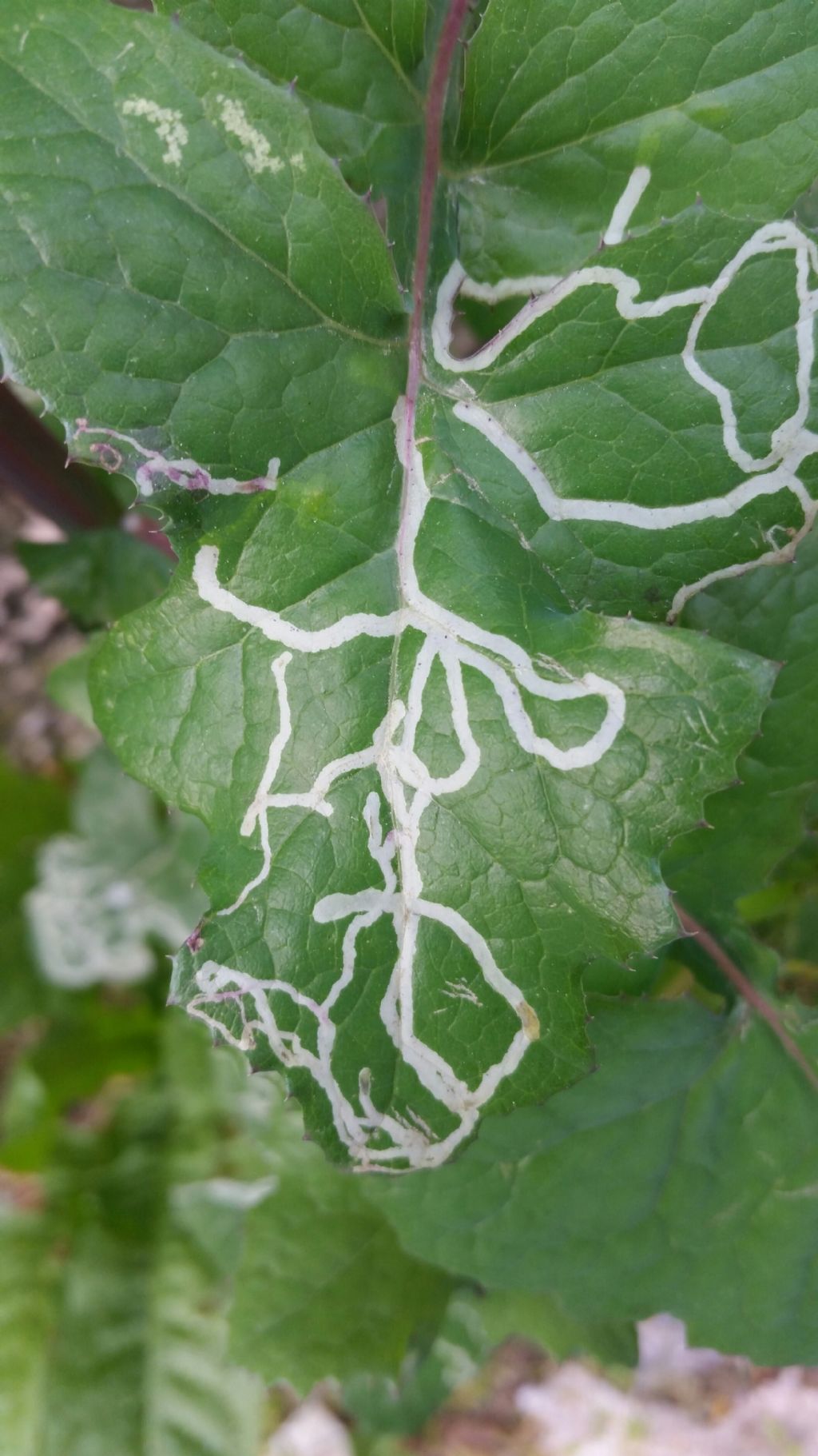 Striscie bianche su foglie: gallerie scavate da larve di Agromyzidae